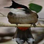image of bird