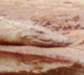 image of animal