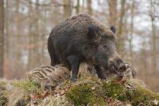 image of boar #38