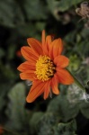 image of flower