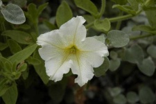 image of petunia #8