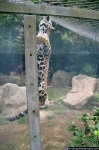 image of jaguar_car