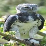 image of harpy_eagle #4