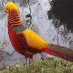 image of golden_pheasant #2