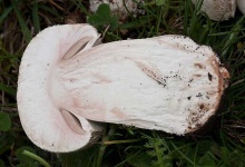 image of mushrooms