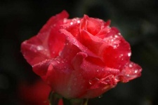 image of rose #4