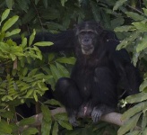 image of chimpanzee