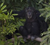 image of chimpanzee #25