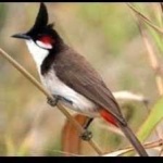 image of bird