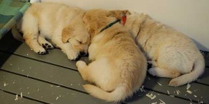 image of golden_retriever