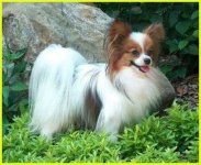 image of papillon