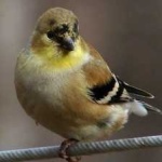 image of bird