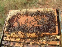 image of honeycomb