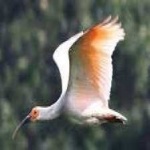 image of asian_crested_ibis #22