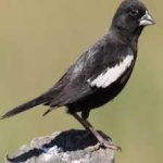 image of bird