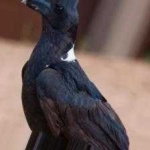 image of bird