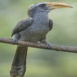 image of bird