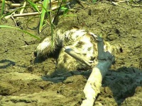 image of three_toed_sloth