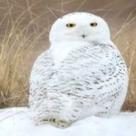image of bird