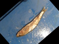 image of fish