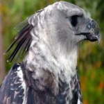 image of harpy_eagle #2