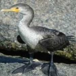 image of bird