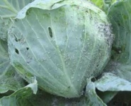 image of damage_to_cabbage_leaves