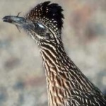 image of bird