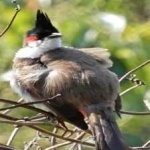 image of bird
