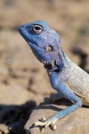 image of agama