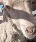 image of animal