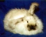 image of angora