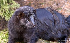 image of mink