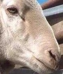 image of animal