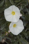 image of flower