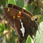 image of animal