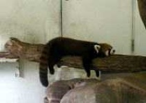 image of lesser_panda