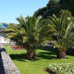image of palm_tree