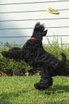 image of kerry_blue_terrier #19