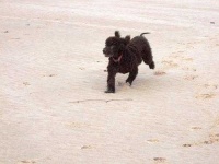 image of irish_water_spaniel #30