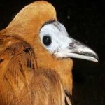image of bird