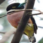 image of bird