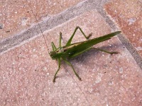 image of cricket
