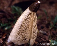 image of stinkhorn