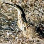 image of bird