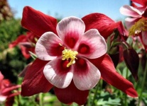image of flower