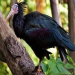 image of bird