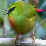 image of bird