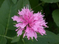 image of flower