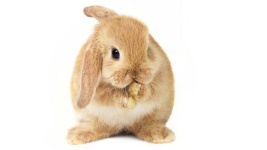 image of animal